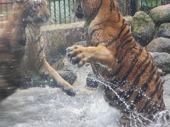 -海南热带野生动植物园