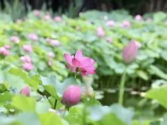 -陈家山荷花公园