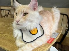 -豆逗聊愈猫阁Easy Life