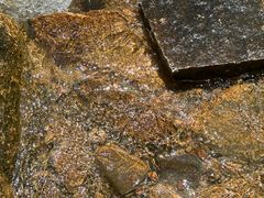 -广州白江湖森林公园