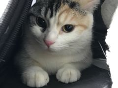-纳吉亚猫专科动物诊疗中心(蒋宅口分院)