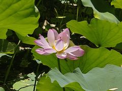 -莲花池公园