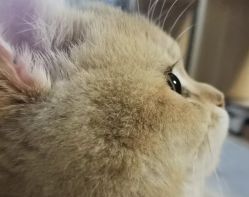 点击看大图 -NEKO 33 美甲美睫专门屋