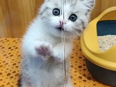 -欣宠猫屋·矮脚拿破仑·蓝金金渐层