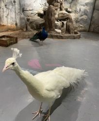 -Zoolung Zoolung动物主题公园(海信广场店)