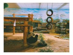 -西霞口神雕山野生动物世界