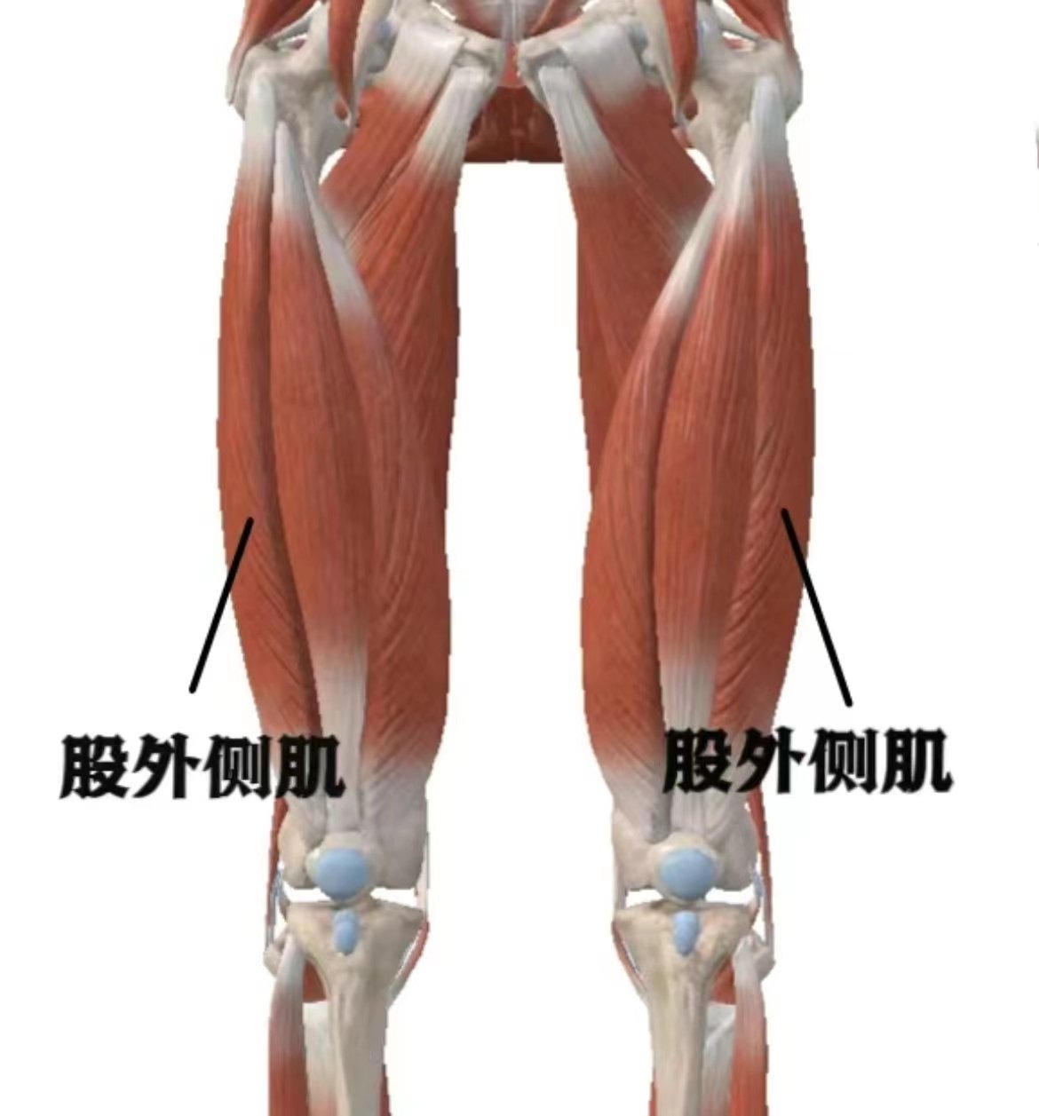 大腿外侧肌腱图图片