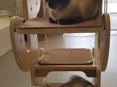 -飞行喵MR PILOT|猫舍·猫咖(静安大融城店)