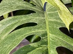 -Butchart布查德鲜花(花艺设计中心)