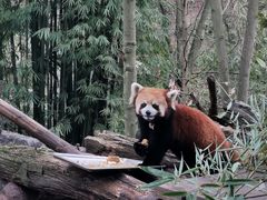 -都江堰中华大熊猫苑