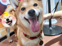 -柴犬高等学院·狗咖·柴犬售卖·宠物训练