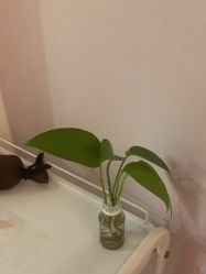 -SILKTONE诗丽堂美容