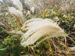 -龙头岩(Dragon Head Rock)