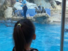 -帝企鹅自助餐厅•儿童岛•真企鹅(长隆企鹅酒店)