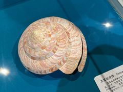 -青岛贝壳博物馆