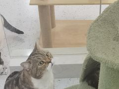 -喵园·猫主题咖啡厅·撸猫·猫咖(国贸店)