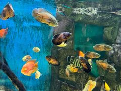 -顺德南宏海立方海洋公园