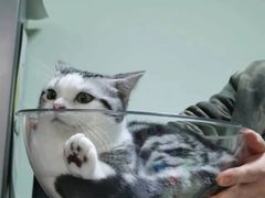 -东方名猫馆·英短金渐层布偶猫舍(环线广场1号楼店)