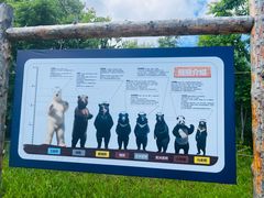 -黑瞎子岛探秘野熊园