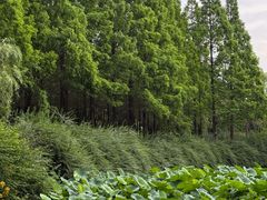 -成都南湖公园