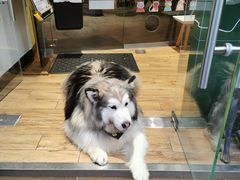 -more than meow吴止猫主题餐厅(承德 中船汇店)