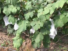 -马陆小张葡萄园农家乐