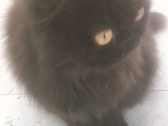 -喵园·猫主题咖啡厅·撸猫·猫咖(国贸店)