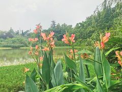 -桤木河湿地公园