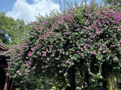 -陈麻婆豆腐(旗舰店)