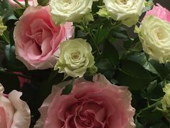 -宝鸡东道花鸟鱼虫市场(吉利花园商场店)