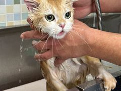 -全心全意连锁动物医院·特色中医诊疗(会城门分院)