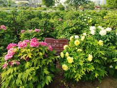-曹州百花园
