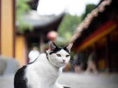 -龙华寺