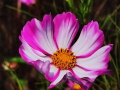 -紫海香堤香草艺术庄园