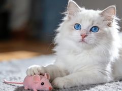 -宠物家(大兴旧宫店)