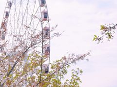 -顾村公园