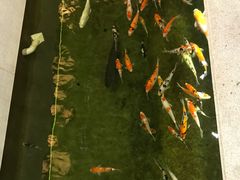 -龙悦湾酒家·八阵鱼生·渔人码头店