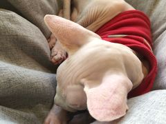 -藏猫猫咖啡主题馆(中央大道店)