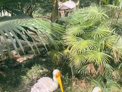 -广州长隆飞鸟乐园