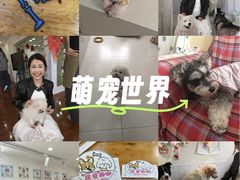 -汪说·狗咖·拼豆·宠物周边DIY(旺城大厦店)