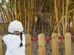 -王借岗森林公园