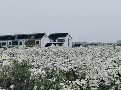 -树山生态村