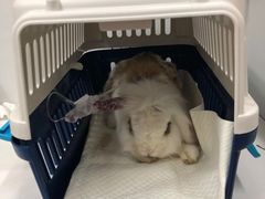 -北京观赏动物医院·24小时大型综合·猫专科·异宠专科