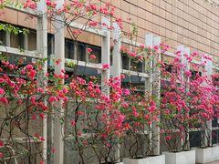 -香港大学