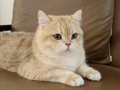 -李小姐の猫咖啡馆(五角场店)