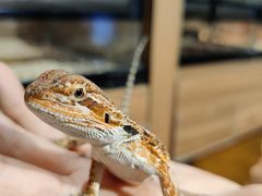 -酷以爬仙阁实体爬宠店·守宫·蜥蜴·专业繁育