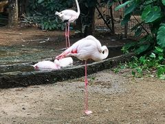 -清迈夜间动物园