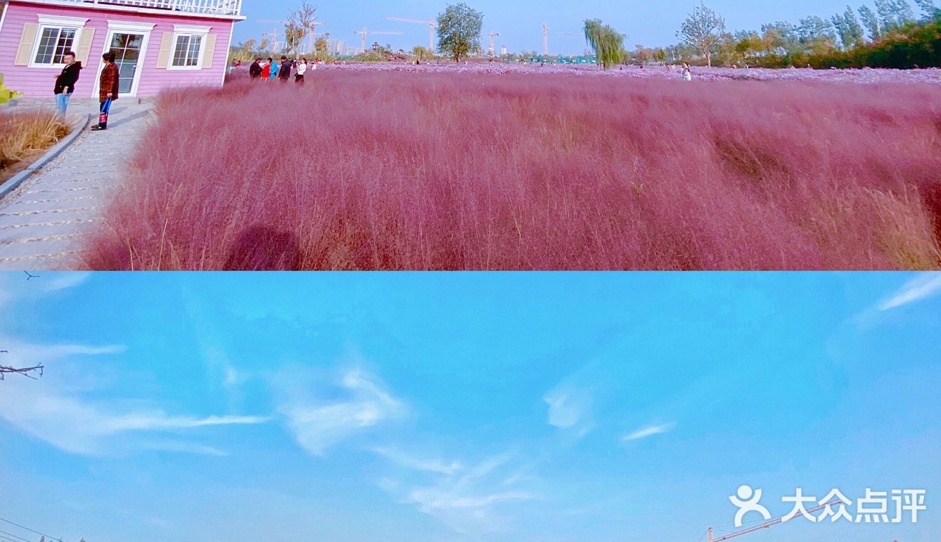 济南最大免费粉黛子