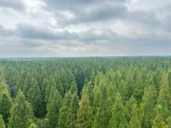 -黄海国家森林公园