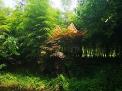 -日照海滨国家森林公园